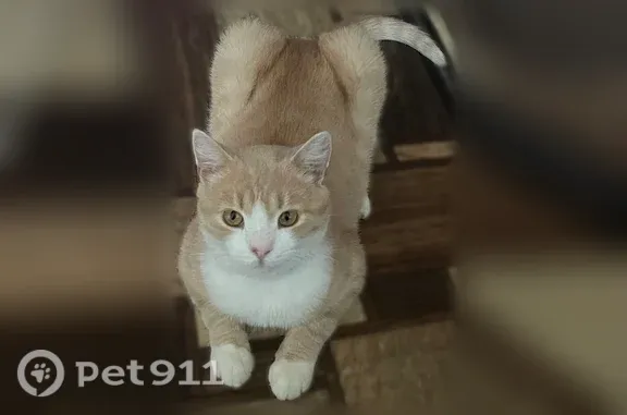 Пропала кошка, Вышний Волочек, Красный Городок, д. 412, Вышний Волочёк — рыжий кот - photo