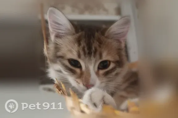 Пропала кошка, Железногорск, Калинина, д. 17, Железногорск — трёхцветная, стерилизована - photo