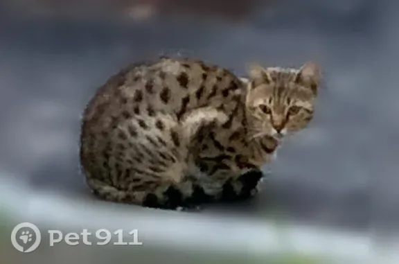 Найдена кошка, Москва, Малышев...