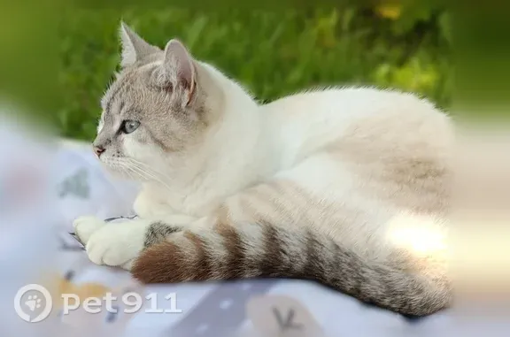 Пропала кошка, Деревня Кобралово, д. 2, Кобралово — голубые глаза, серые отметины - photo