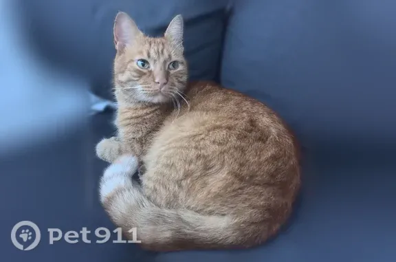 Найдена кошка, перекресте Урал...