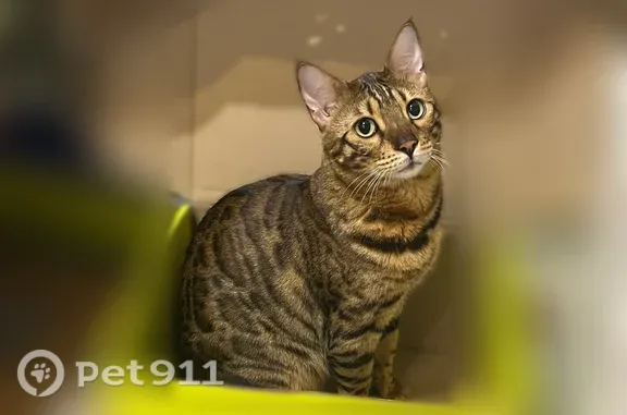 Пропала кошка, Деревня Тихая, Молодежная — 5,5 лет - photo