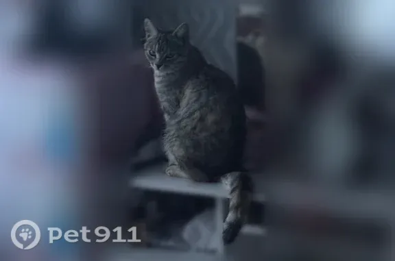 Пропала кошка, Поселок Мелехово, Первомайская, д. 268а, Мелехово — серо-белый окрас, задние лапки белые - photo