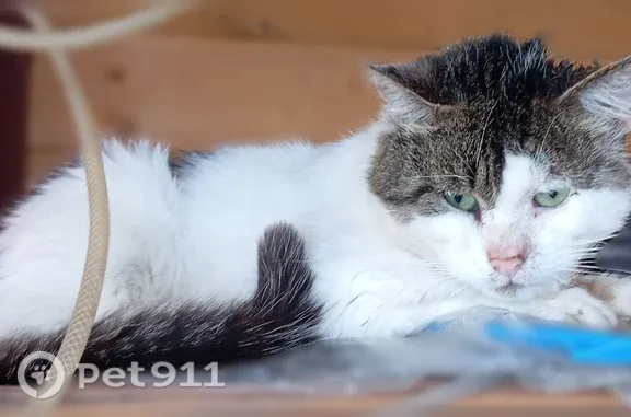 Найдена кошка, Калининград — б...