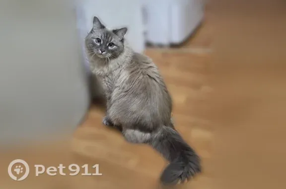 Пропала кошка, Киржач, Ленинградская, д. 98 — невская маскарадная, голубые глаза - photo