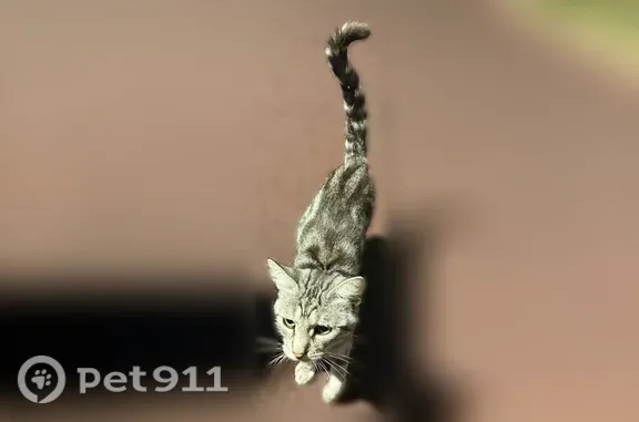 Найдена кошка, Симферополь, Ка...