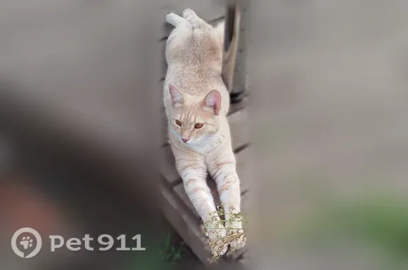 Пропала кошка, Село Сокуры, Изумрудная, Сокуры — рыжая с белыми полосками, утром ушла и не вернулась - photo