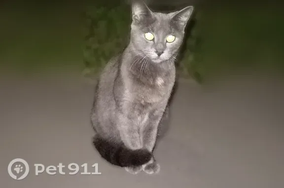 Найдена кошка, Район Даниловск...