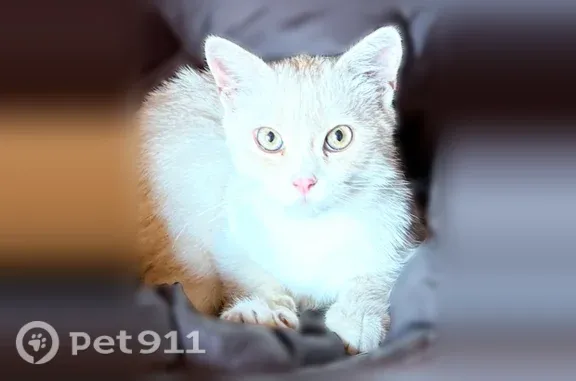 Пропала кошка, Невинномысск, Калинина — котёнку полгода - photo
