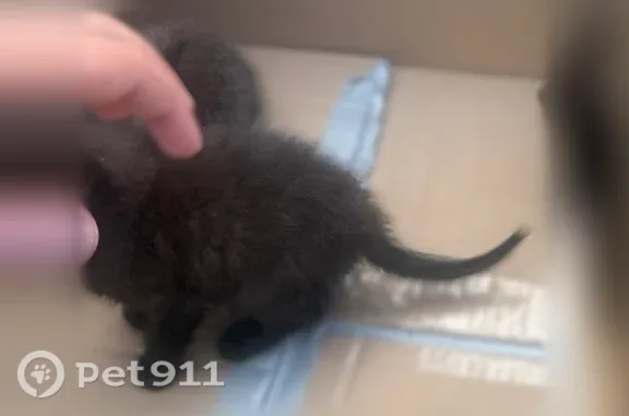 Кошка ищет дом, Деревня Гарболово, Гарболово — 4 котенка, пол пока не определён - photo
