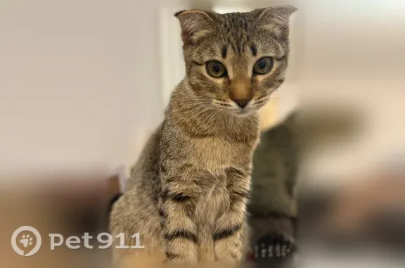 Найдена кошка, Комсомольский,...