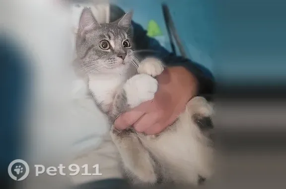 Найдена кошка, Одинцово, фото: Найдена кошка, Одинцово, Интернациональная, д. 39 — ласковая, в руки идет