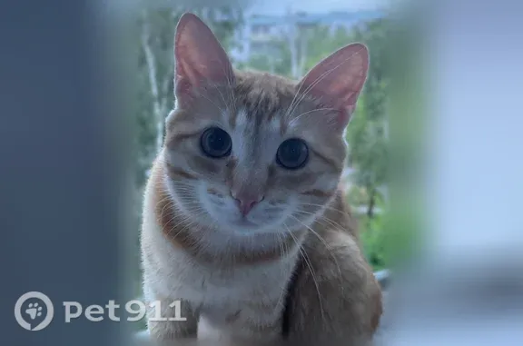 Пропала кошка, Коли Мяготина, д. 97а, Курган — рыжий котик, 1 год - photo