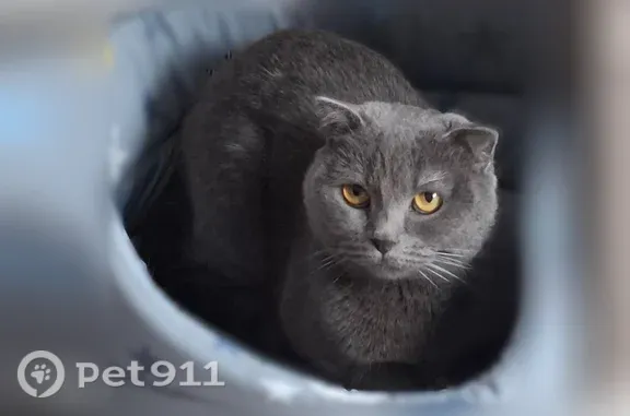 Пропала кошка, Камышин, 4-й, д. 38 — серый окрас, выпала с балкона - photo