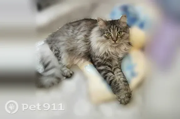 Кошки потеряшки, Москва, фото: Потеряшка кошка, Химкинский бульвар, 15к1, Москва — серый пушистый кот Мурчик, кастрирован