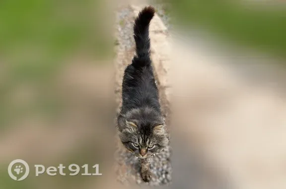 Кошки потеряшки, Кудымкар, фото: Найдена кошка, Кудымкар, Береговая — серый окрас с полосками, идёт на контакт