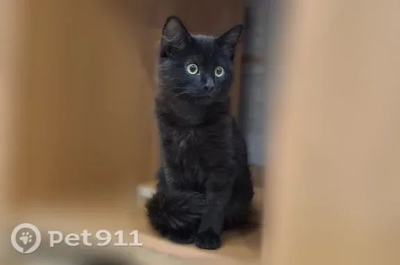 Найдена кошка, Ярославль — чёрная - photo