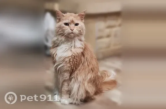 Пропала кошка, Село Баклаши, Солнечная, Баклаши — мейн-кун, бородавка в ухе - photo