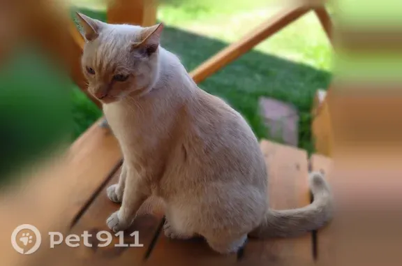 Пропала кошка, Бердск, 26-я — белая, 14 лет, очень добрый и ласковый кот Снежок - photo