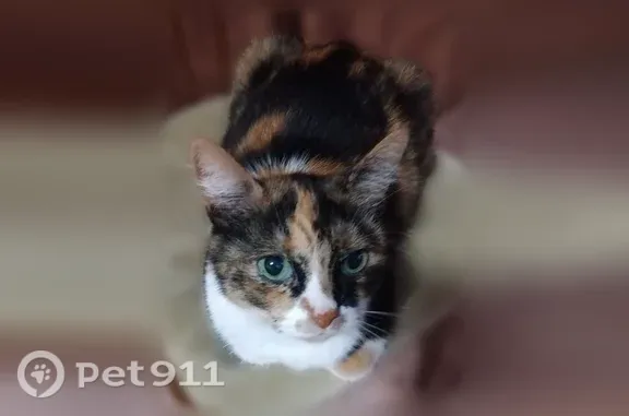 Кошка ищет дом, Воронеж - photo