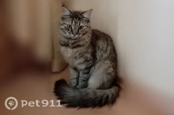 Пропала кошка, Орёл, Панчука, д. 66 — большой пушистый хвост, жёлтые глаза - photo