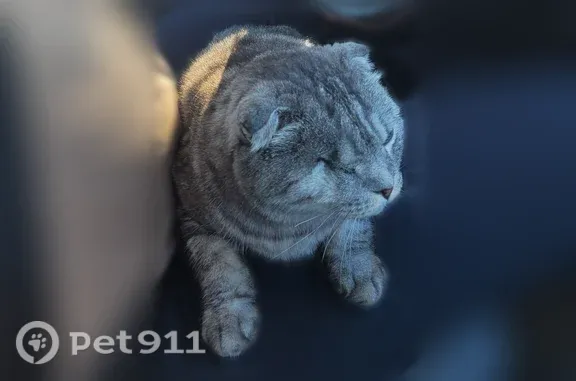 Пропала кошка, Феодосия, Федько, д. 1а, Феодосия — вислоухий шотландец, без правого глаза - photo
