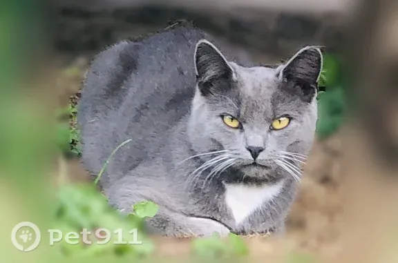Найдена кошка, Руза, фото: Найдена кошка, Деревня Брыньково (г Руза), Руза — серого цвета, с белой грудкой и лапками