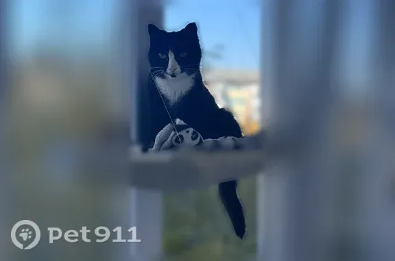 Пропала кошка, Улан-Удэ, Солбона Ангабаева, д. 234 — окраска смокинг, худое телосложение - photo