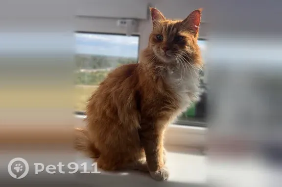 Найдена кошка, Псков, фото: Найдена кошка, Ижорского Батальона, д. 49, Псков — рыжая, пушистая, по повадкам домашняя