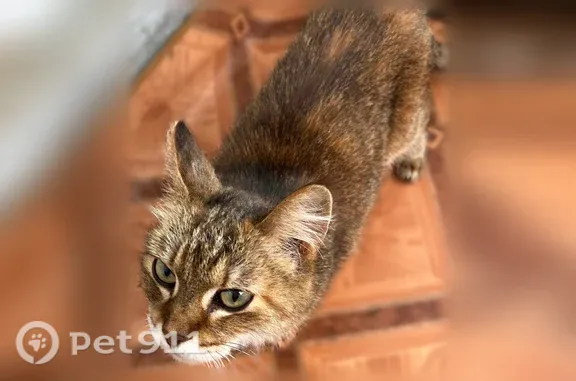 Найденные животные Тюмень, фото: Найдена кошка, Ставропольская, д. 19А, Тюмень — рыже-коричневый окрас, ходит в лоток