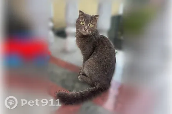 Найденные животные Сочи, фото: Найдена кошка, Сочи, Пирогова, Сочи — кот очень добрый