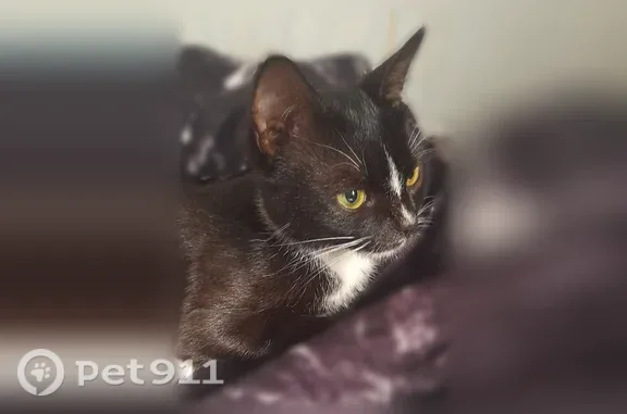 Объявления о пропавших и найденных животных, Ульяновск, фото: Кошка ищет дом, Ульяновск, Отрадная, д. 60 — очень ласковая и спокойная