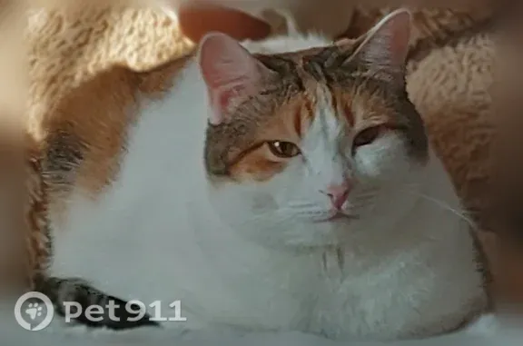Пропала кошка, Нижневартовск, 60 лет Октября, д. 72 — белая с оранжевыми и чёрными точками, на одной лапке чёрный пальчик - photo