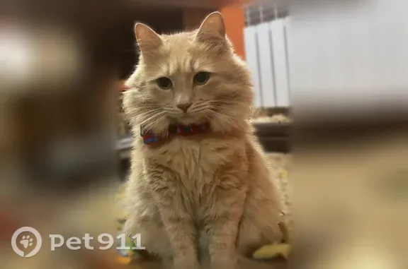 Пропала кошка, Хутор Красный Курган, Садовый, д. 15, Красный Курган — рыжий пушистый кот Бакс, 5 кг - photo