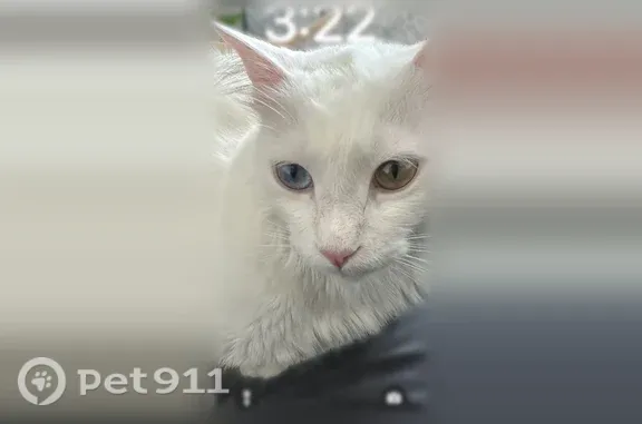 Пропала кошка, Александров — белый кот с разными глазами - photo