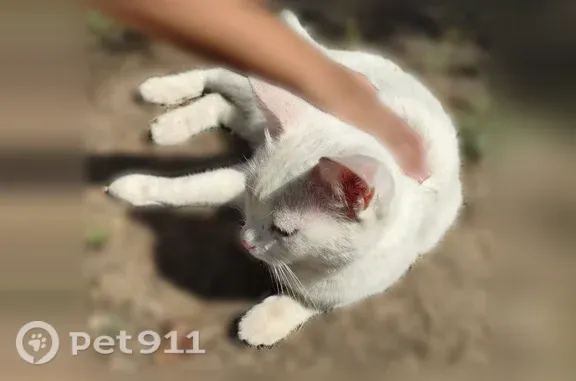 Найденные животные Волжский, фото: Найдена кошка, Волжский, им генерала Карбышева, д. 25