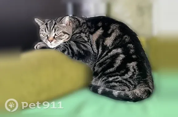 Пропала кошка, Село Тимофеевка, Школьная, д. 49, Тимофеевка — пугливая, на руках сидеть не любит - photo