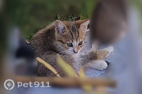 Потерянные животные Сочи, фото: Пропала кошка, Сочи, Горького, д. 10, Сочи — 2 котёнка Атося и Лунтик, 2 месяца