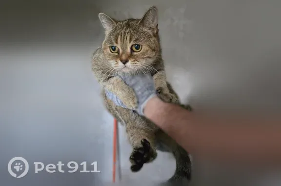 Объявления о пропавших и найденных животных, Балаково, фото: Найдена кошка, Трнавская, д. 26/5, Балаково — в лоток ходит, ласковая