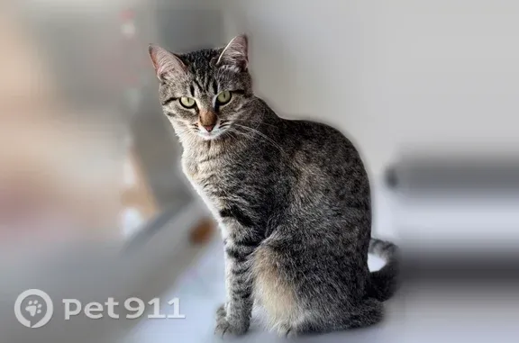 Пропала кошка, Новогодняя, д. 40, Новосибирск — пятнисто-полосатая, светлая шея и грудь - photo