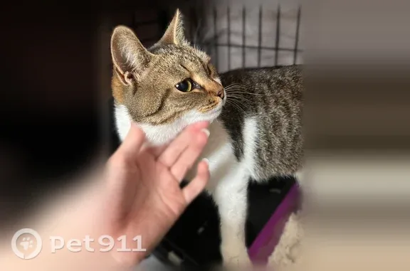 Найденные животные Ульяновск, фото: Найдена кошка, Ульяновск, Отрадная, д. 87а — очень ласковая