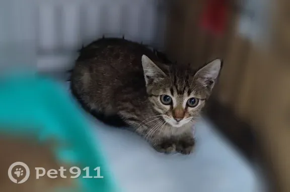 Кошки потеряшки, Воронеж, фото: Кошка ищет дом, Воронеж — котенок-мальчик, 1,5 месяца