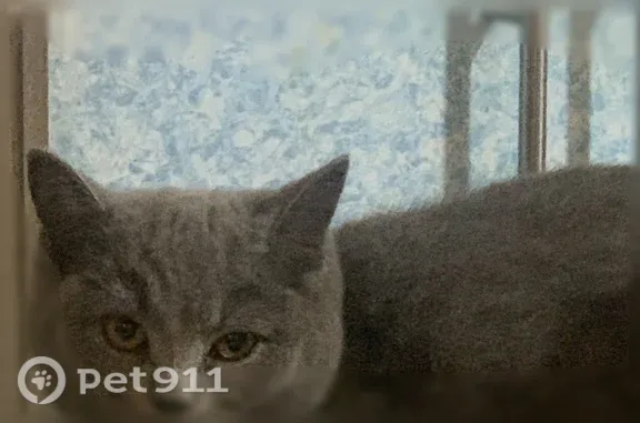 Пропала кошка, 2-я Листвянка, д. 24Б, Кызыл — полностью серая, откликается на кличку - photo
