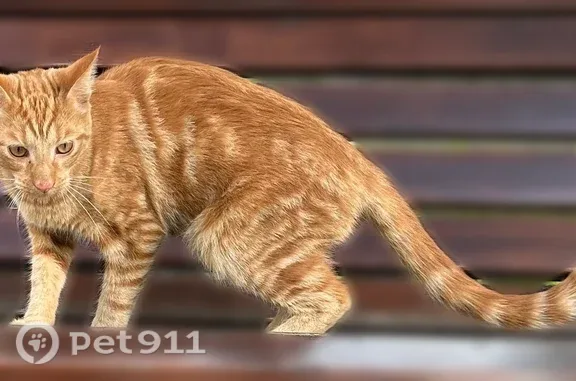 Найденные животные Томск, фото: Найдена кошка, Мира, д. 31 1, Томск — рыжий котик с кисточками на ушках