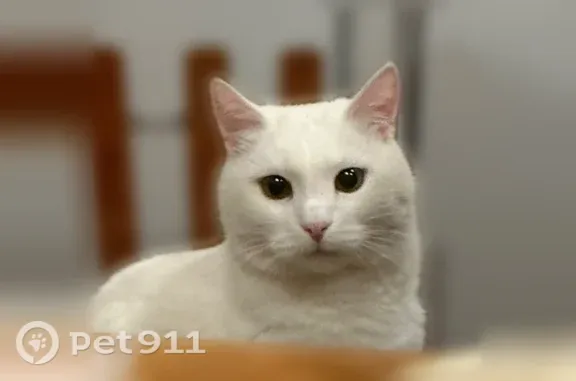 Кошки потеряшки, Пушкино, фото: Потеряшка кошка, Село Братовщина (г Пушкино), Центральная, Пушкино — полностью белая