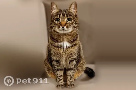 Пропала кошка, Кудрово, Ленинградская, д. 7, Кудрово — домашняя, пугливая, 5 лет - photo