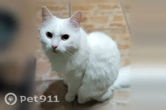 Пропала кошка, Абельмана, д. 106, Ковров — белая, пугливая, 11 лет - photo