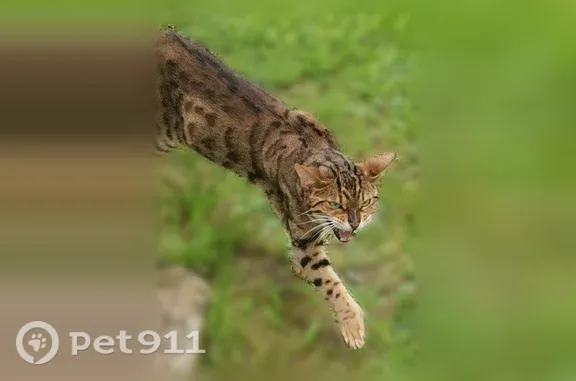 Найденные животные Никольское, фото: Найдена кошка, территория психиатрической больницы, Никольское — бенгальская, в подвальном помещении