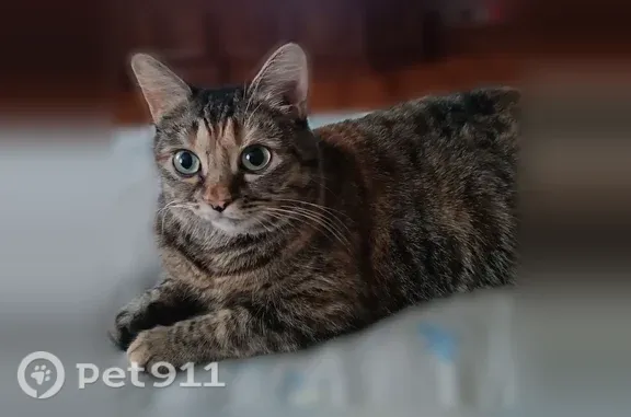 Пропала кошка, Луга — пёстрая, пугливая, во дворе, иногда выбегает за ворота - photo