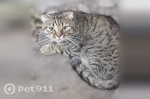 Найденные животные Волжский, фото: Найдена кошка, Волжский — сильно напугана